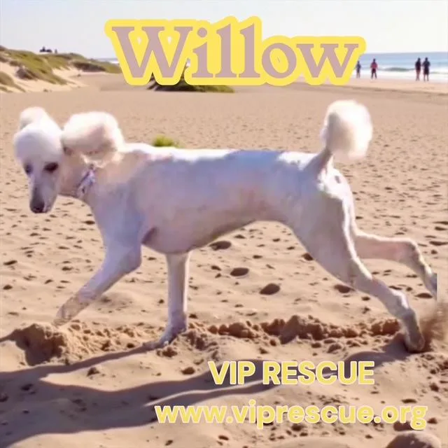 Willow  Myakka City thumbnail 3