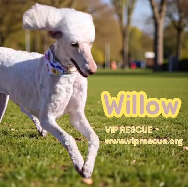 Willow  Myakka City thumbnail 5