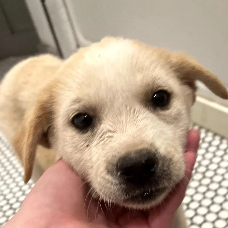 A baby small-sized female Yellow / Tan / Blond / Fawn Mixed Breed dog named Willow for adoption in Midland, TX