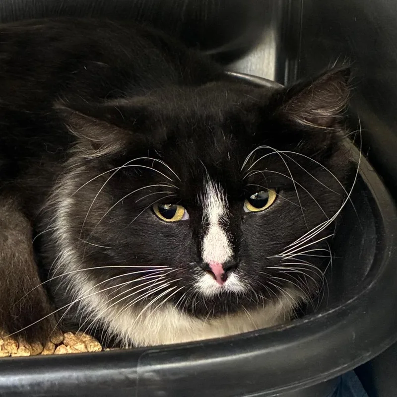 A young small-sized male Domestic Long Hair cat named Richard for adoption in Bronson, FL
