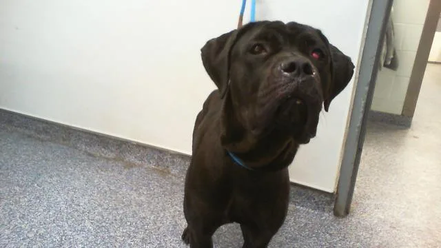 A young extra large-sized female Cane Corso dog named A for adoption in Charlotte, NC