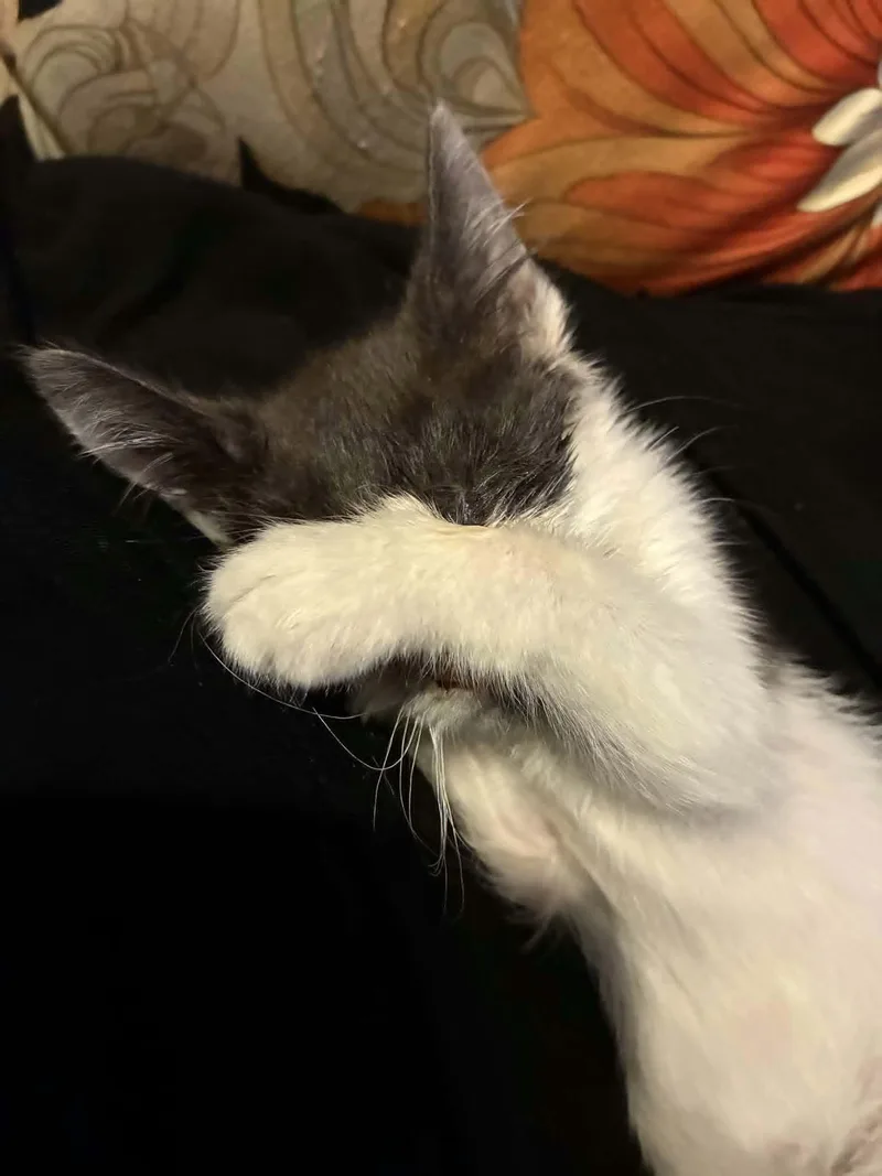 A baby small-sized female Gray & White Domestic Short Hair cat named Petunia for adoption in Bayonne, NJ