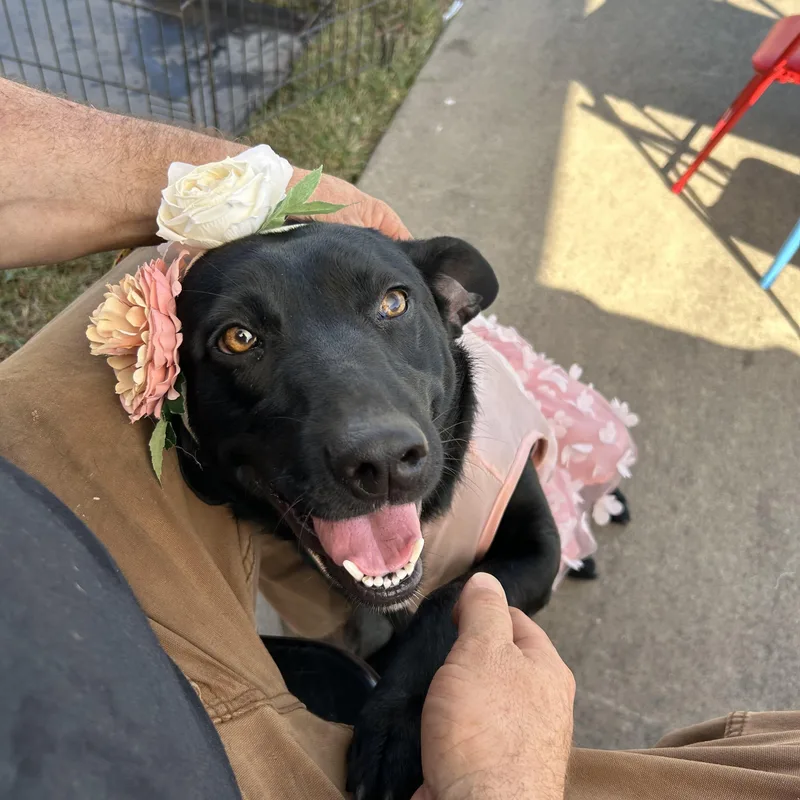 Victoria thumbnail 3