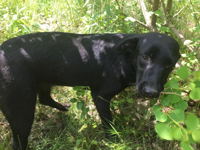 Victoria thumbnail 4