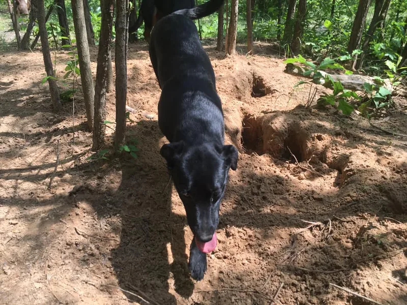 Victoria thumbnail 5