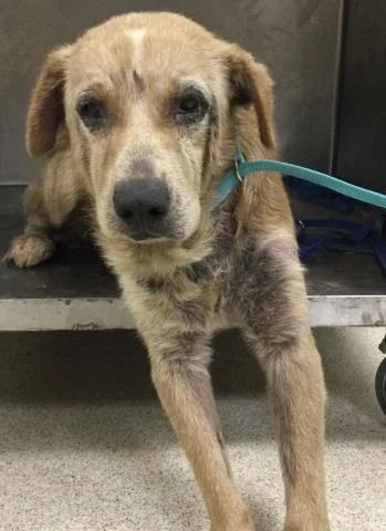 An adult large-sized male Shar-Pei dog named Dez for adoption in Riverside, CA