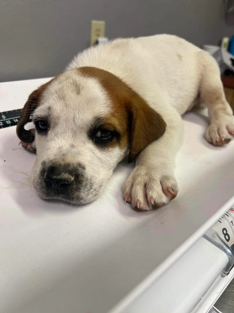 A baby medium-sized male White / Cream Great Pyrenees dog named Rapsheet for adoption in Longmont, CO