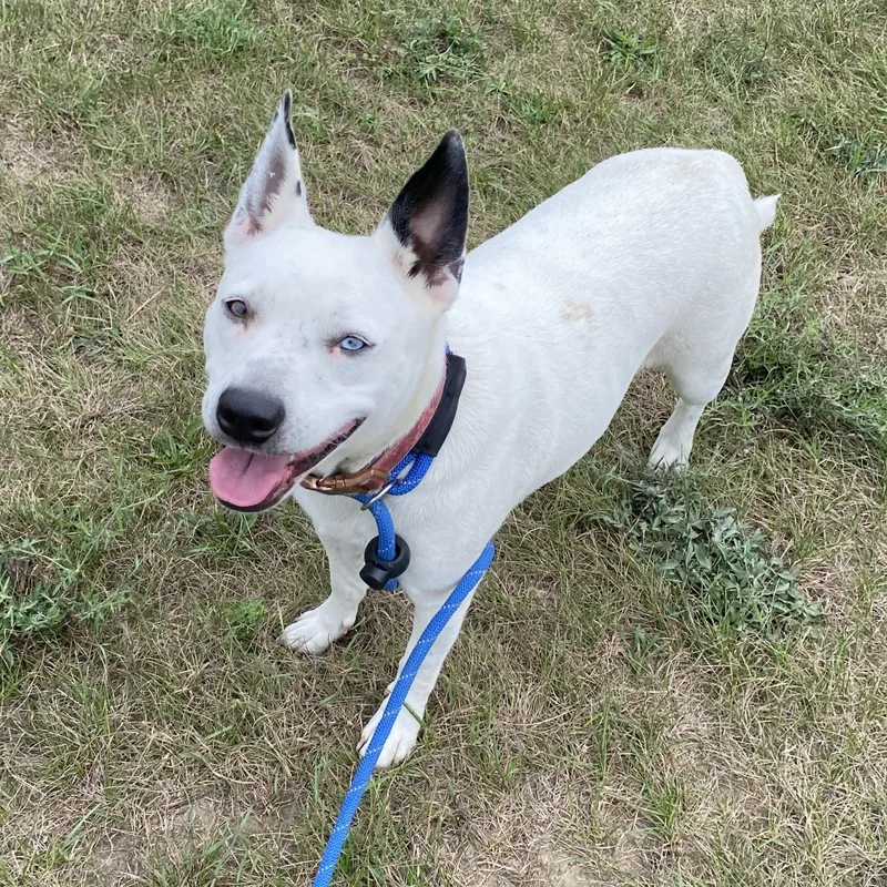 An adult medium-sized female White / Cream Mixed Breed dog named Chica for adoption in Allegan, MI