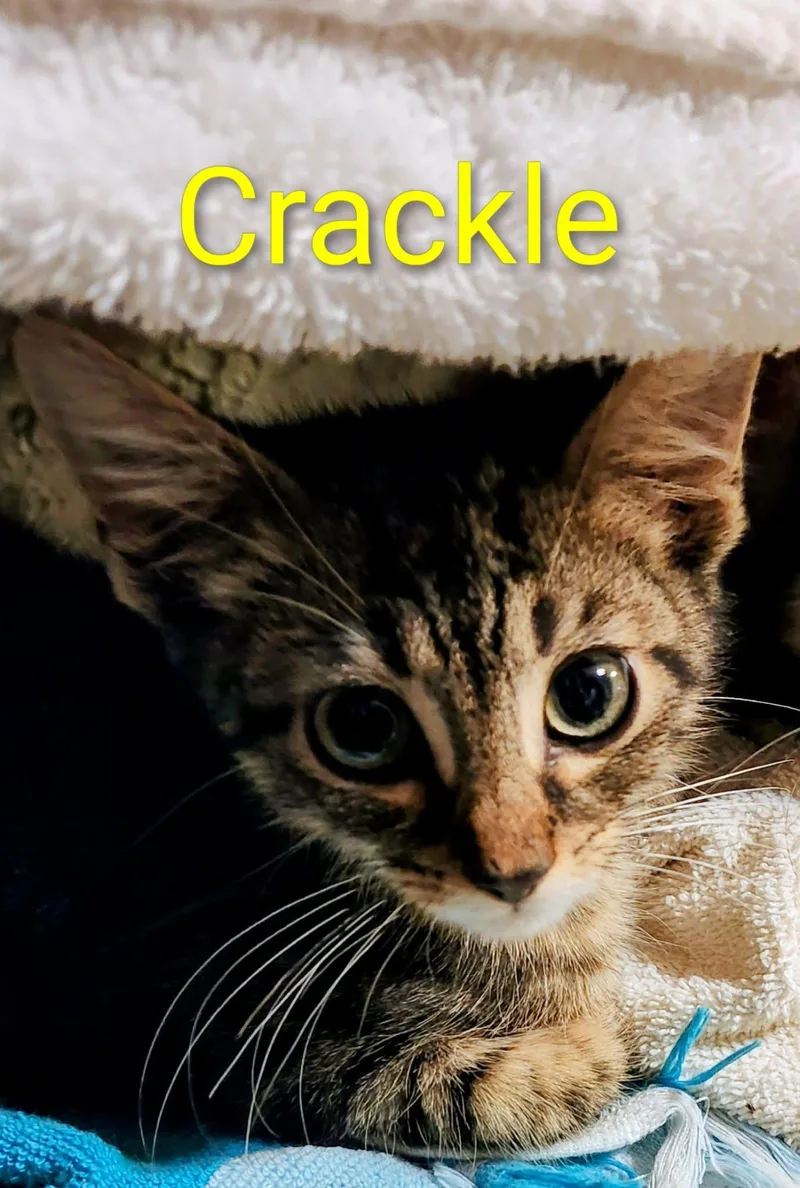 A baby medium-sized female Domestic Short Hair cat named Crackle for adoption in Okemah, OK