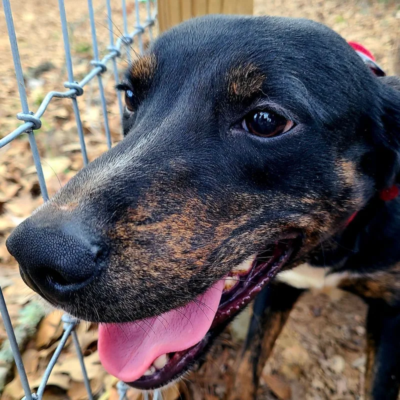An adult medium-sized female Black Labrador Retriever dog named Mazie for adoption in Magnolia, TX