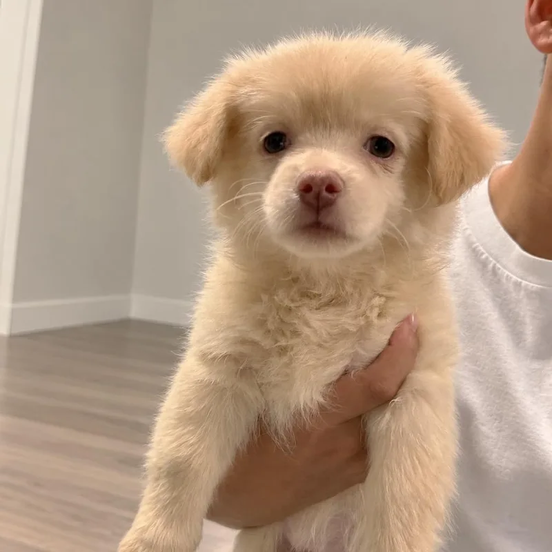 Munchkin