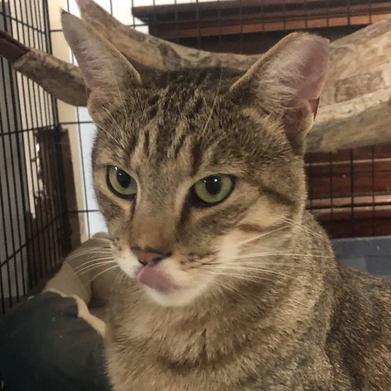 A young small-sized male Tabby (Brown / Chocolate) Domestic Short Hair cat named Reeces for adoption in Knoxville, TN
