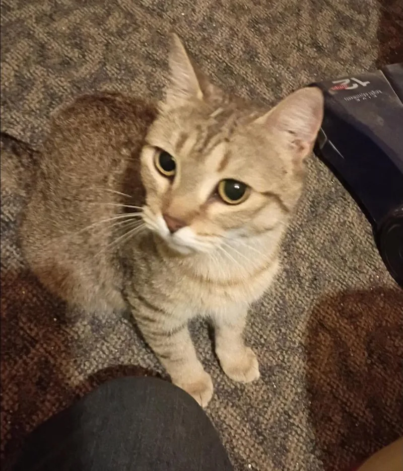 A young medium-sized female Domestic Short Hair cat named Mama CactusDesert for adoption in Cloquet, MN