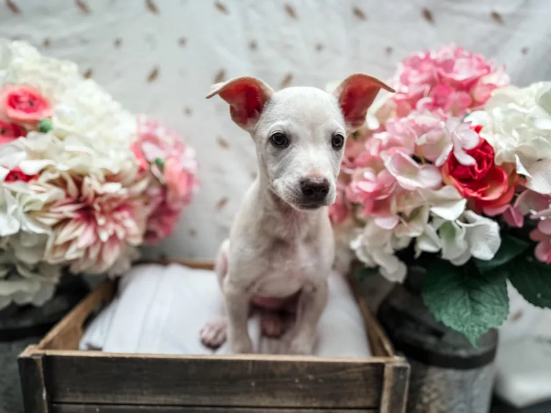 A baby medium-sized female Merle (Blue) Australian Shepherd dog named Underwood for adoption in Newberg, OR