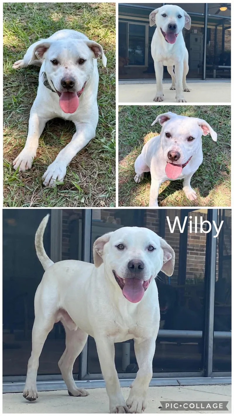 A young medium-sized male White / Cream Labrador Retriever dog named Wilby for adoption in Enterprise, AL