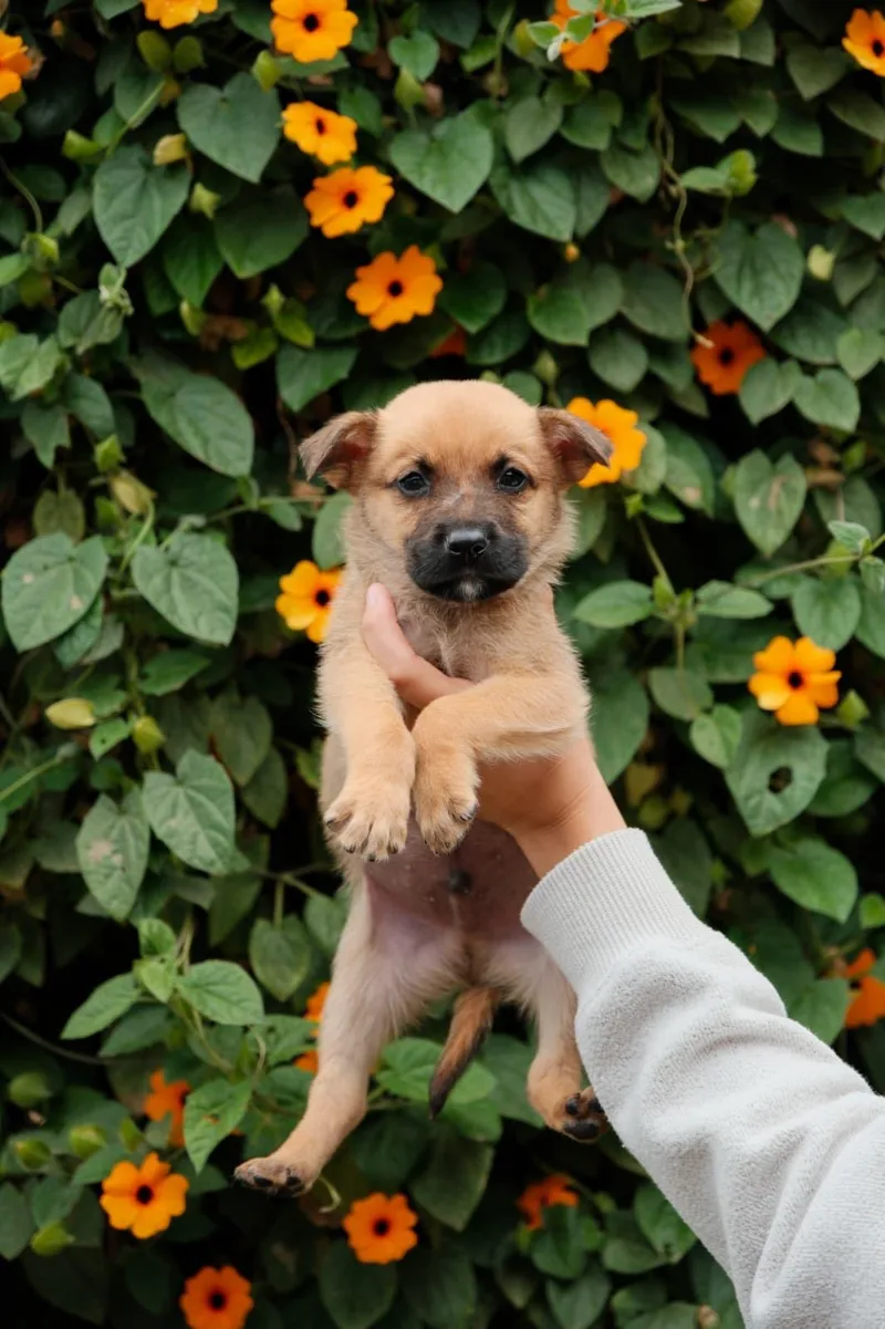 A baby medium-sized male Labrador Retriever dog named Burrata for adoption in San Diego, CA