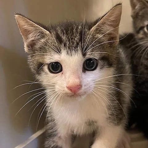 A baby small-sized male Brown / Chocolate Domestic Short Hair cat named Kenai for adoption in Lake Panasoffkee, FL