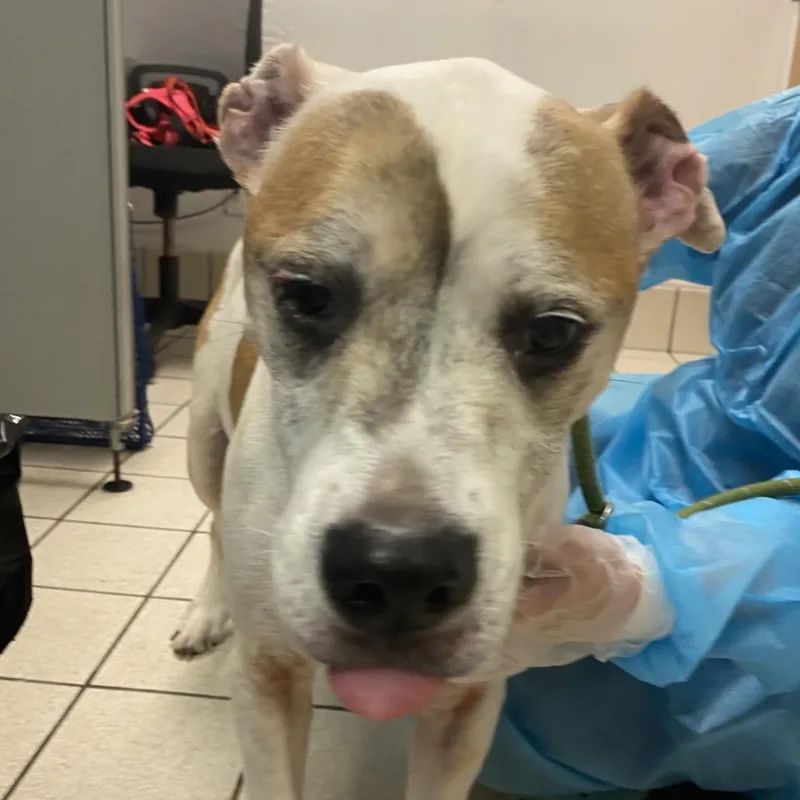 A senior medium-sized female White / Cream Mixed Breed dog named GrammyMomma for adoption in Charleston, WV