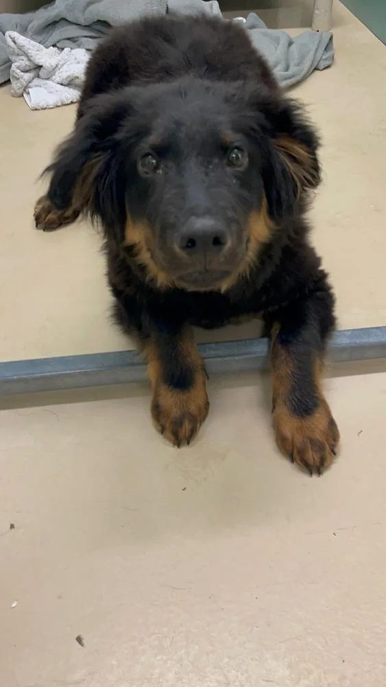 A baby large-sized male Brown / Chocolate German Shepherd Dog dog named Brio for adoption in Brewster , NY