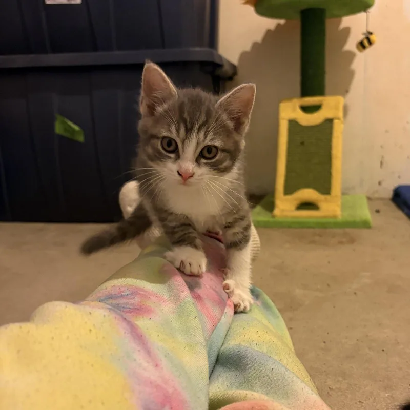 A baby medium-sized male Gray & White Domestic Short Hair cat named Randall for adoption in Rochester, NY