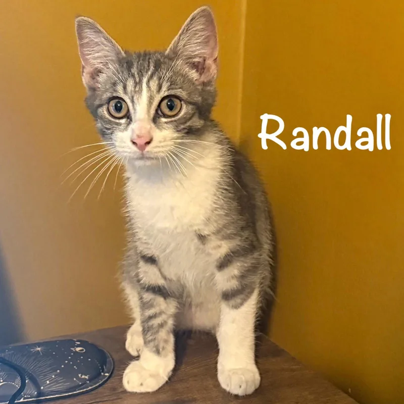 Randall thumbnail 3