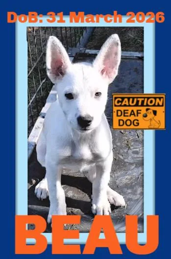 Beau  Deaf Puppy thumbnail 3