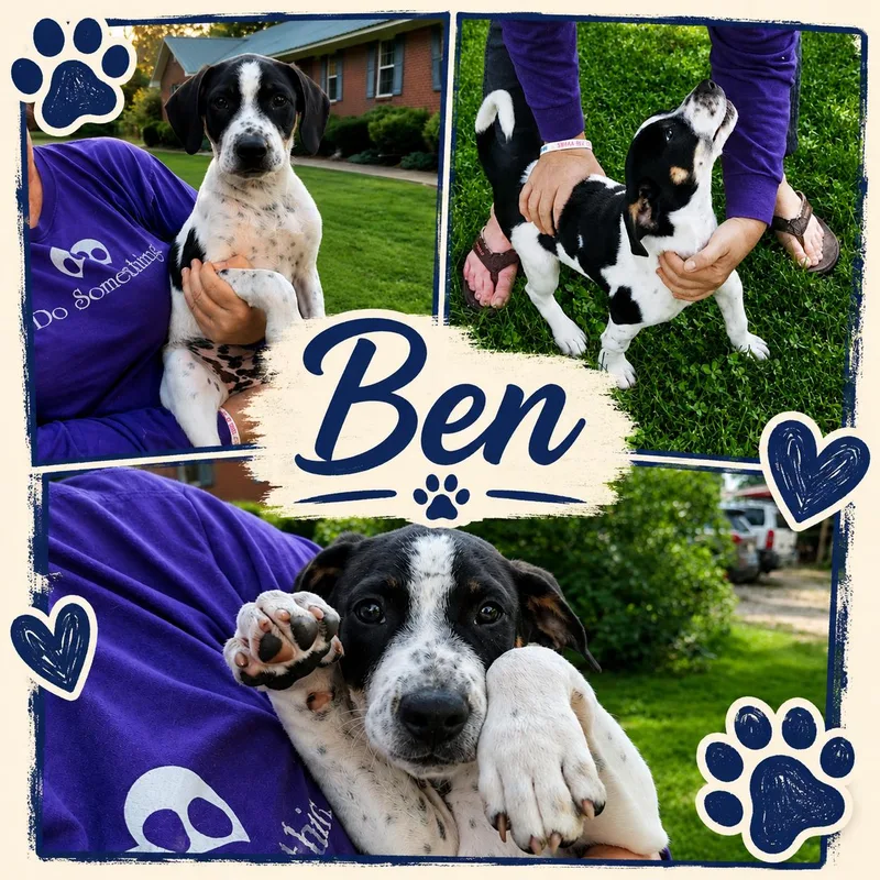 A young small-sized male Tricolor (Brown, Black, & White) Pointer dog named Ben for adoption in Jackson, TN