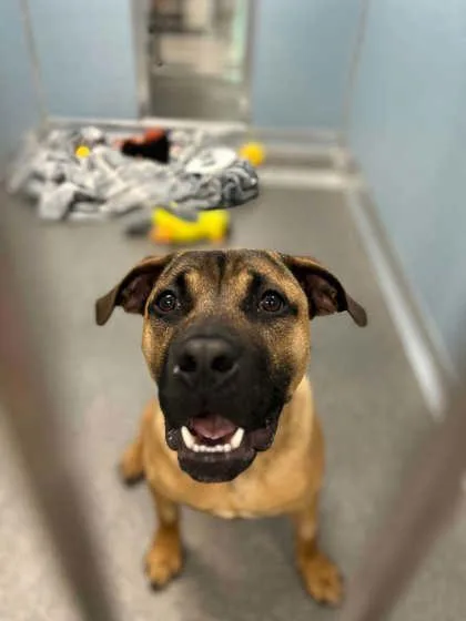 An adult large-sized male Mixed Breed dog named Jullian for adoption in Munster, IN