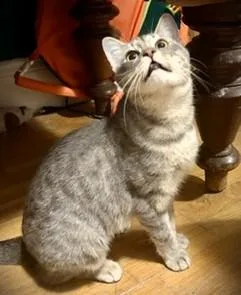 A baby medium-sized female Domestic Short Hair cat named Snickers for adoption in Wayland, MA