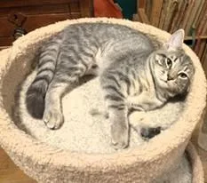 Snickers thumbnail 3