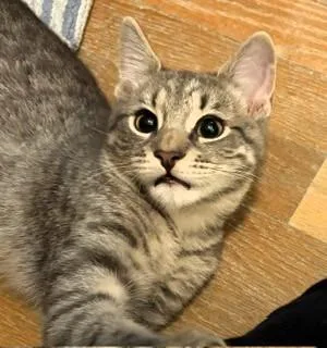 Snickers thumbnail 4