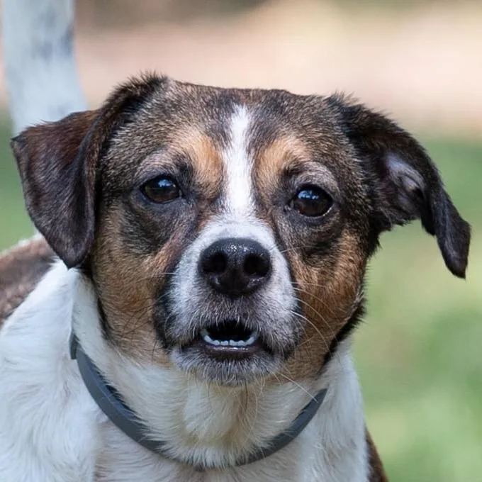 An adult small-sized female Brown / Chocolate Chihuahua dog named Bailey for adoption in Salem, OR