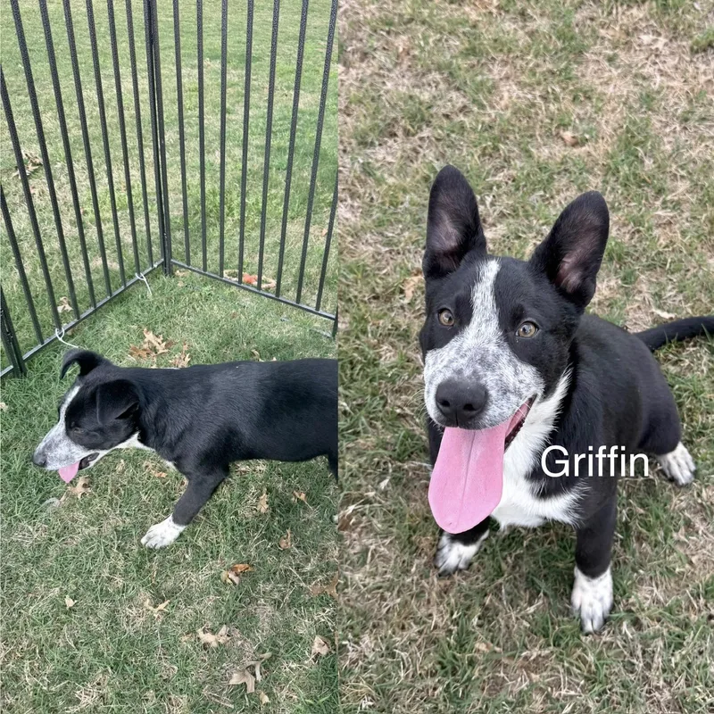 A baby medium-sized male Collie dog named Griffin for adoption in Manchester, CT