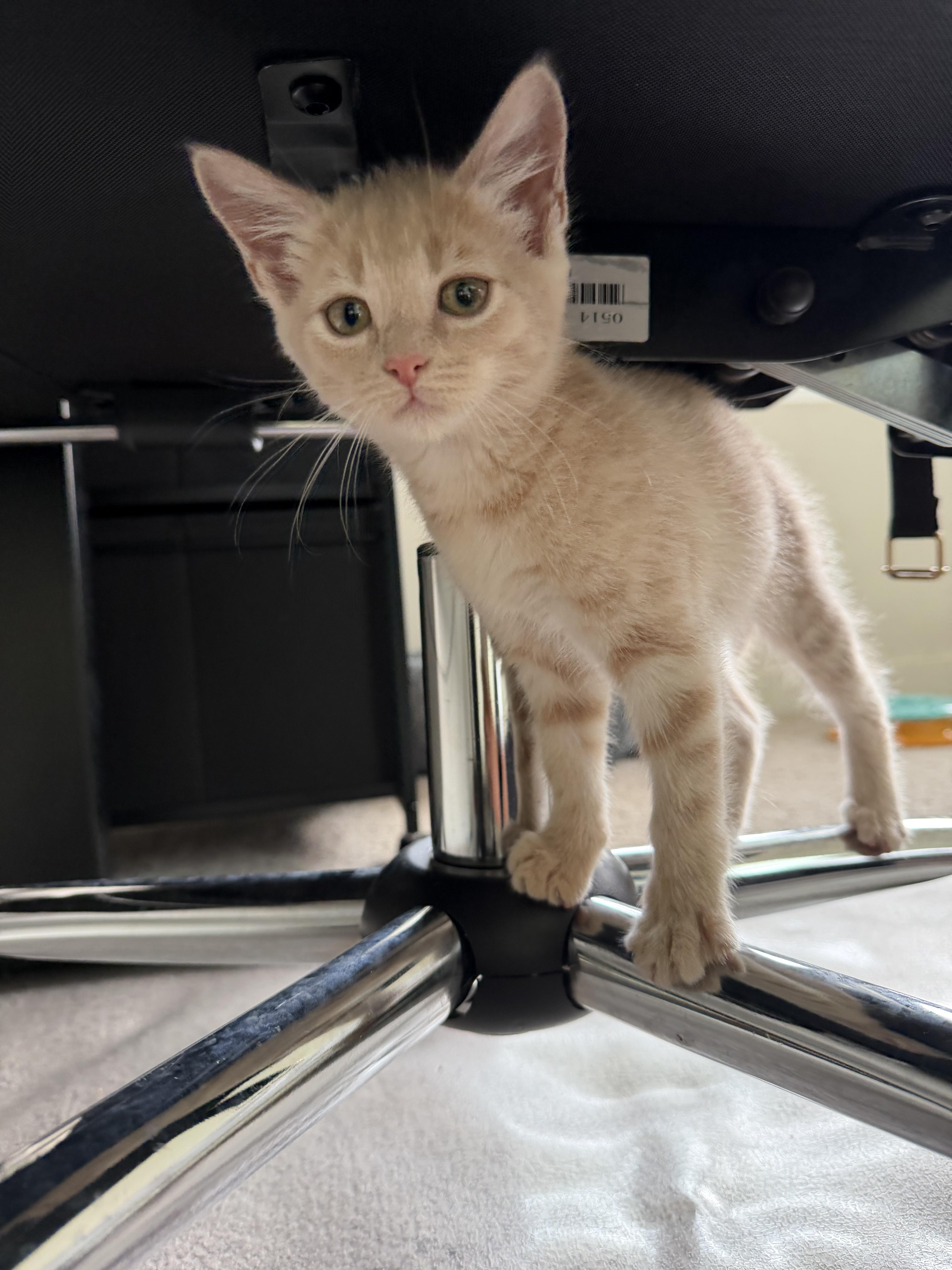 A baby medium-sized female Buff / Tan / Fawn Domestic Short Hair cat named Sandstorm for adoption in Woodlawn, TN