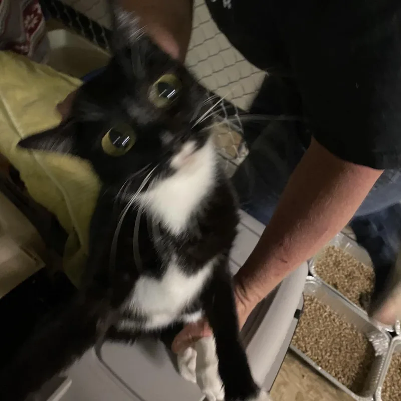 A young medium-sized female Black Domestic Short Hair cat named Portland for adoption in Hemet, CA