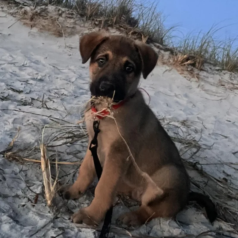 Koda Bear