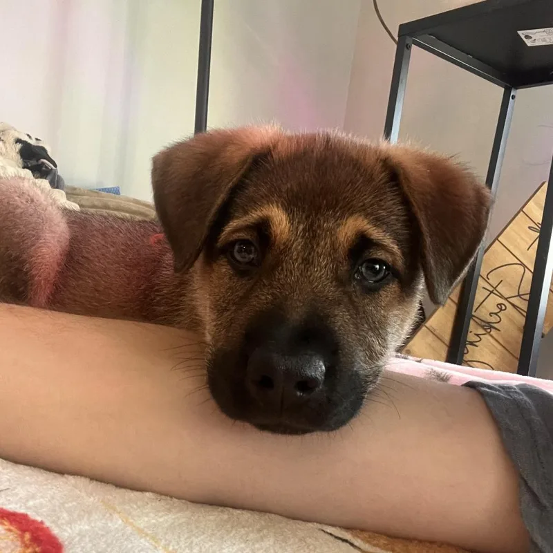 Koda Bear thumbnail 4