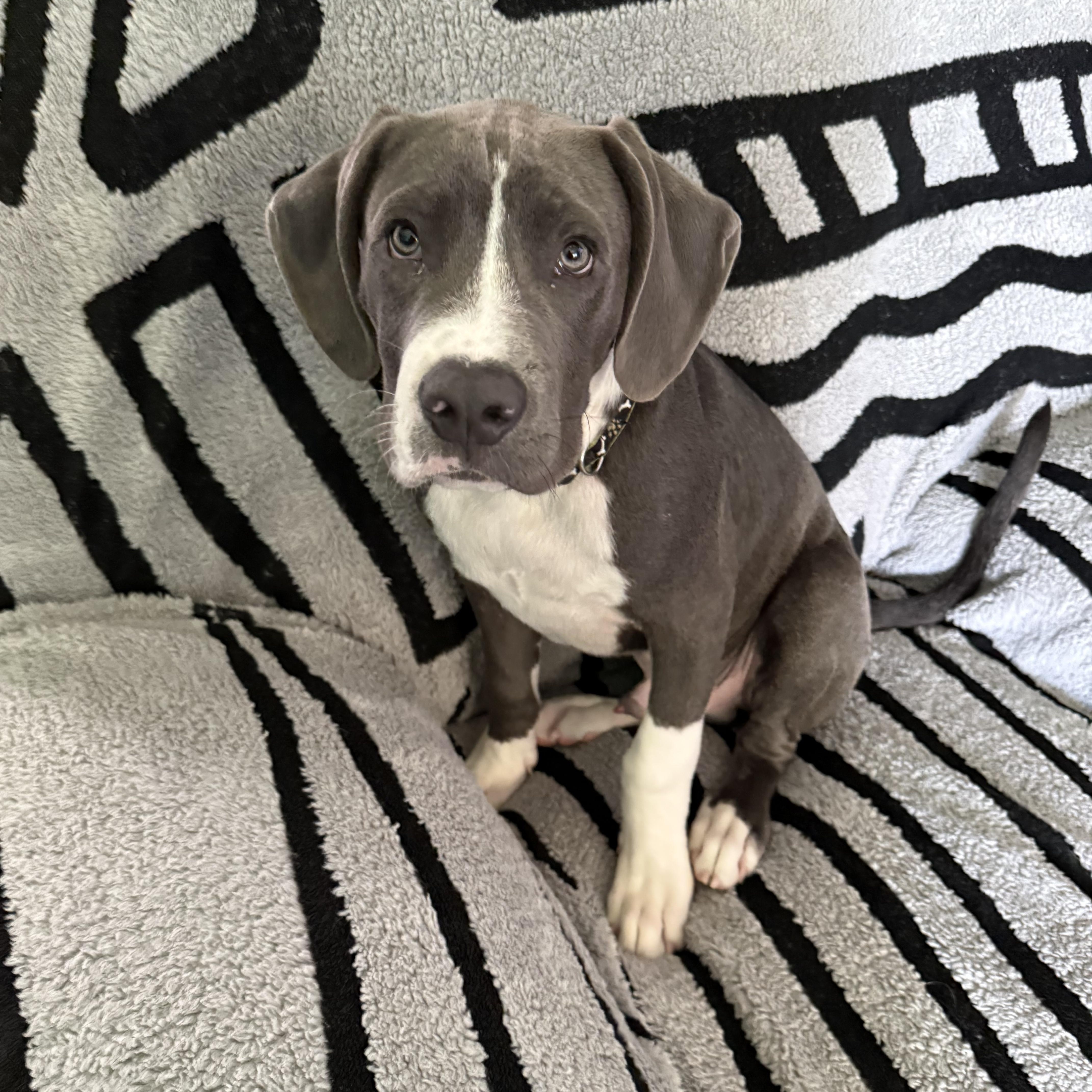 A young medium-sized male Mixed Breed dog named Presley for adoption in grant, AL