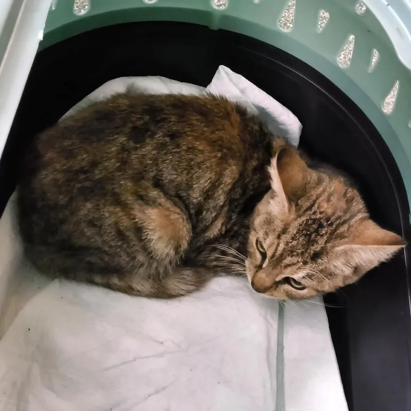 A baby small-sized female Domestic Short Hair cat named Dotti for adoption in Jessup, MD