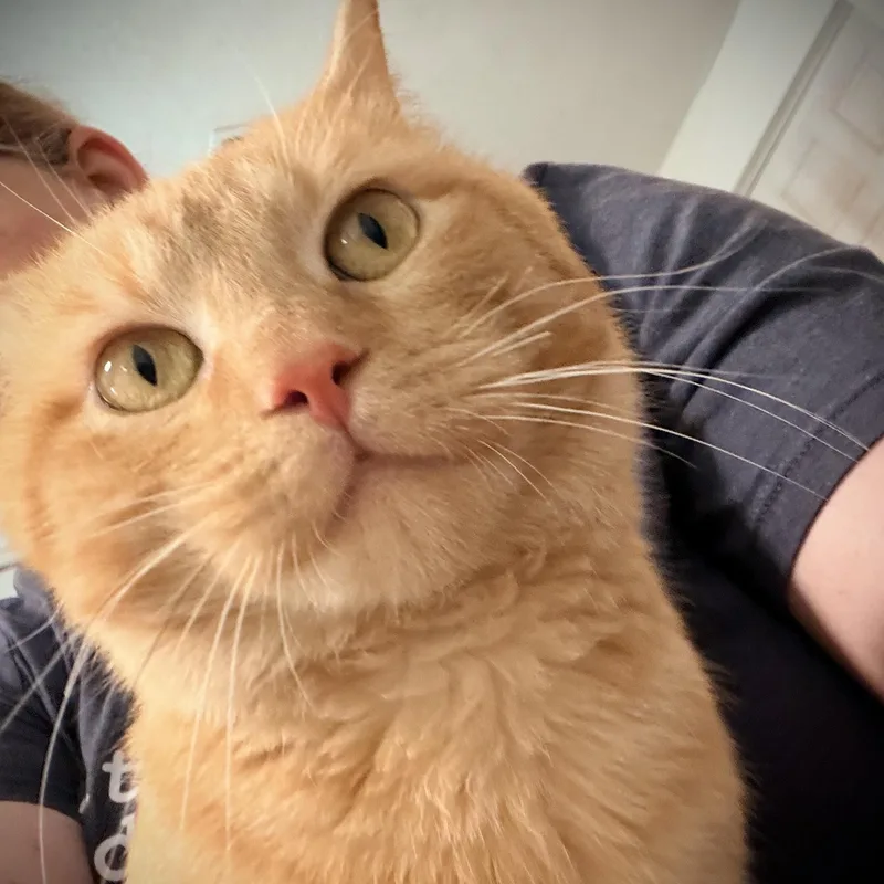A young medium-sized male Tabby (Orange / Red) Domestic Short Hair cat named Mud for adoption in Fort Worth, TX