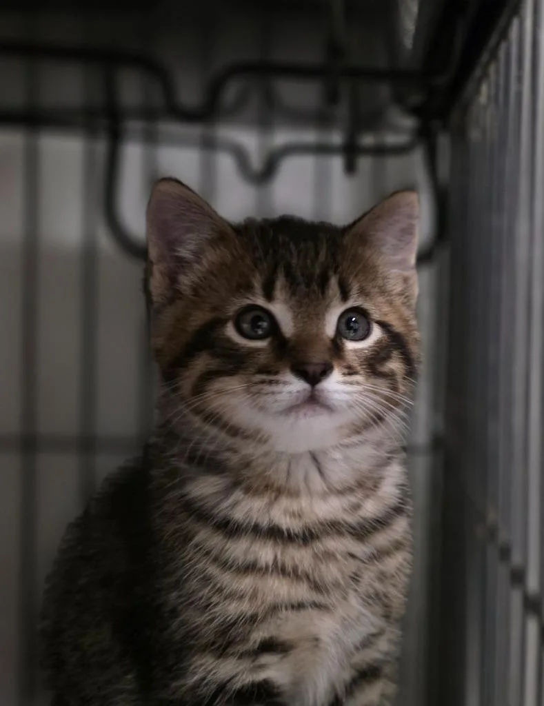 A baby medium-sized male Domestic Short Hair cat named Kernstock for adoption in Saginaw, MI