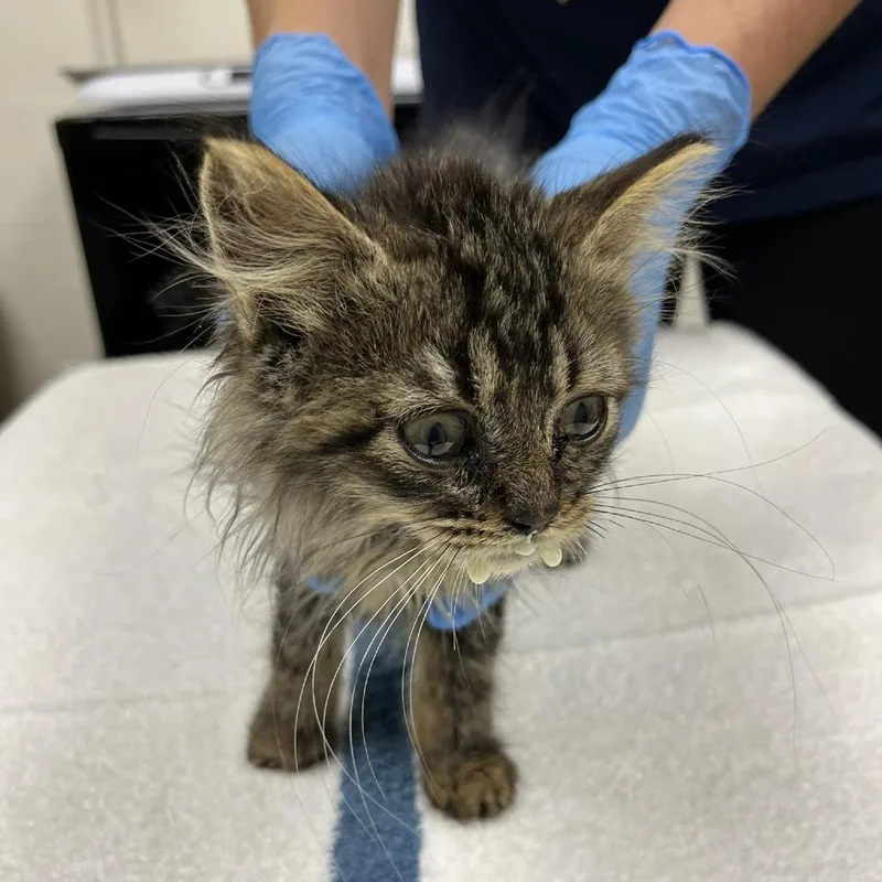 A baby small-sized female Brown / Chocolate Domestic Medium Hair cat named Gizmo for adoption in Verona, VA