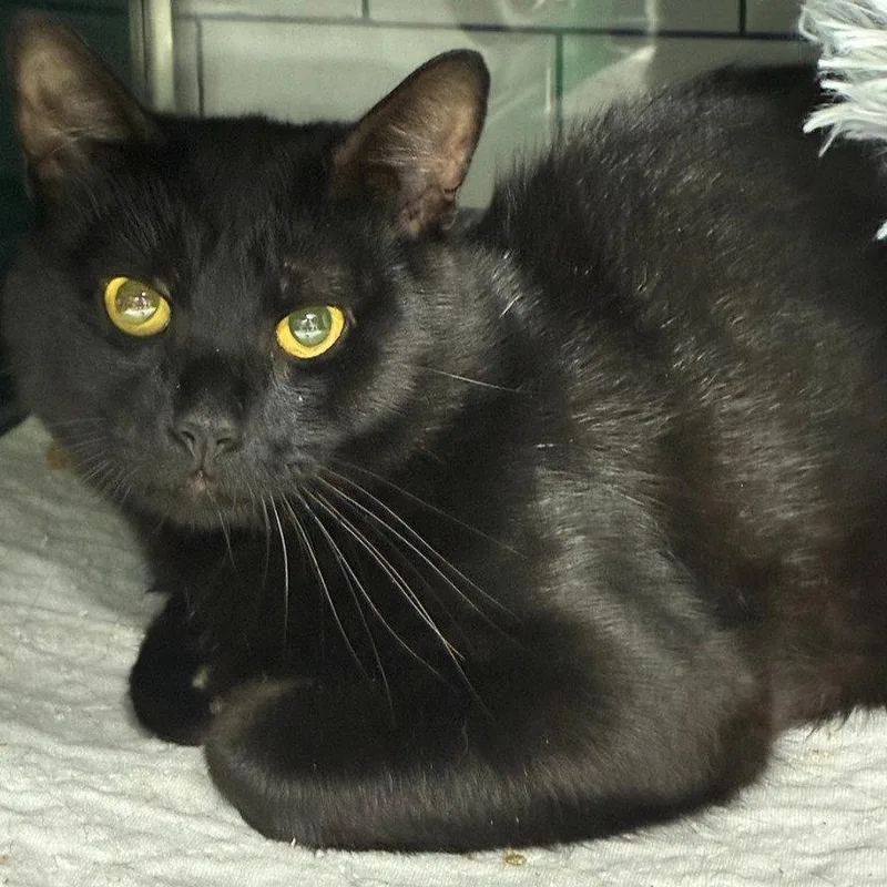 An adult medium-sized male Black Domestic Short Hair cat named Big Gull for adoption in Brooklyn, NY