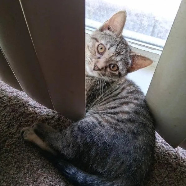 A baby small-sized female Domestic Short Hair cat named Nala for adoption in Hudsonville, MI