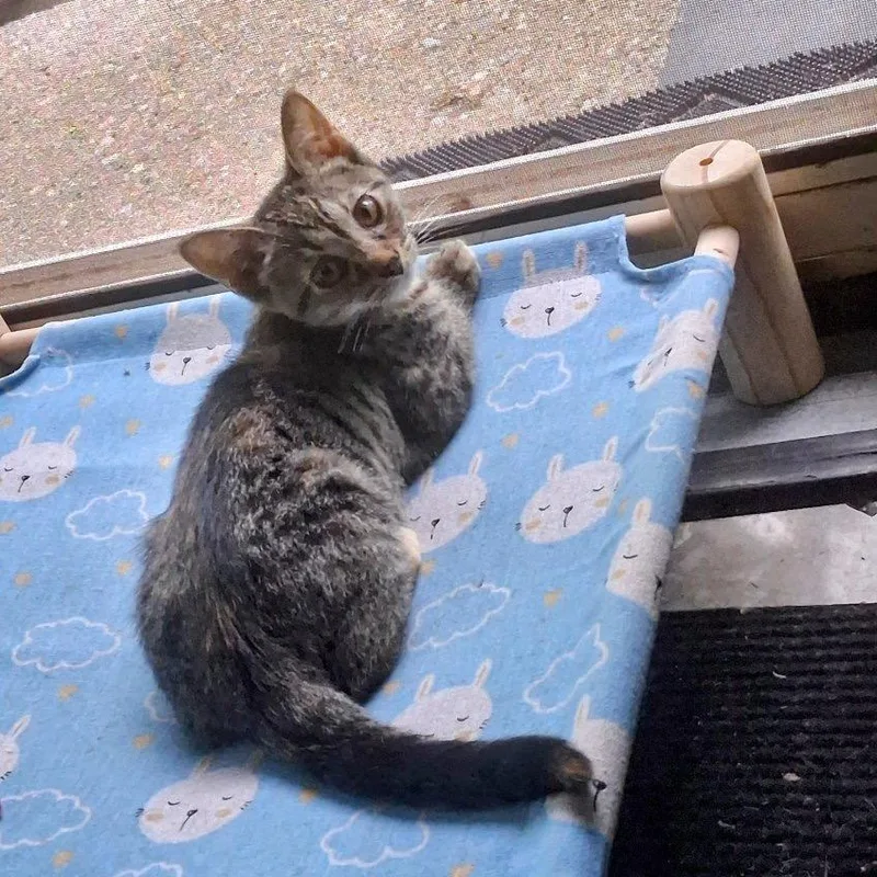 Nala thumbnail 2