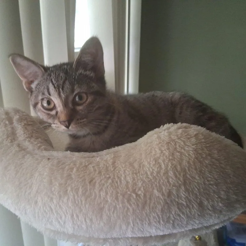 Nala thumbnail 3