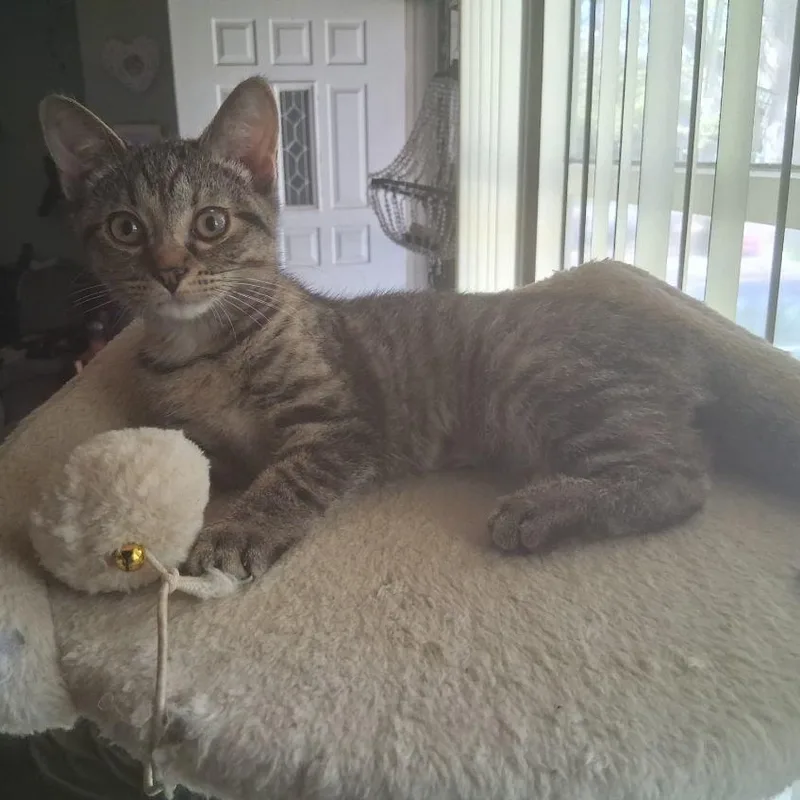 Nala thumbnail 4