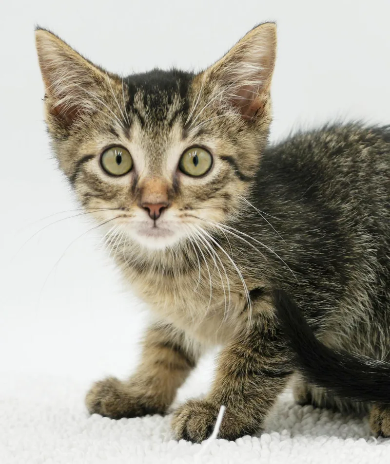 A baby small-sized male Tabby (Leopard / Spotted) Bengal cat named Bryson is the best for adoption in Bedford Hills, NY