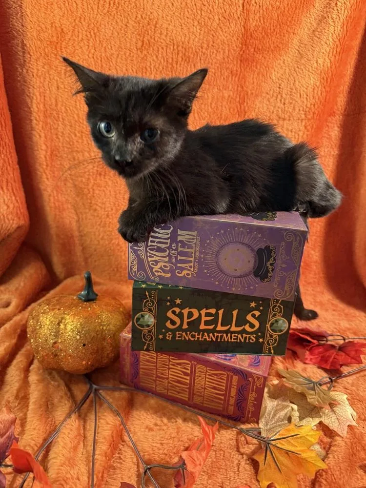 A young small-sized male Black Domestic Short Hair cat named Dark Passenger for adoption in Wheaton, IL