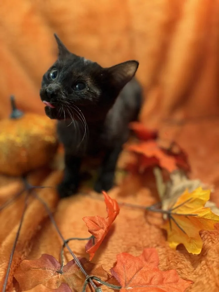 Dark Passenger thumbnail 2